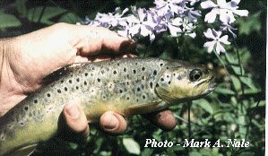 Endometriosis tumors ( myomas ) in trout