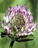  Red Clover can contribute to Endometriosis